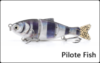 Pilote Fish