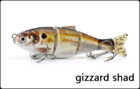 gizzard shad