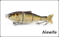 Alewife